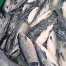青鱼10-60+