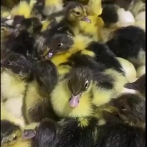 黑番鸭苗黑番鸭公母苗做好疫苗包运输