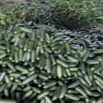 玛莎黄瓜大量有货支持各种批发市场一件代发
