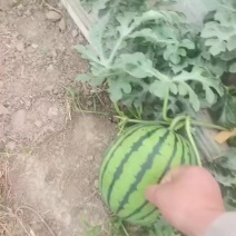 精品嘉年华五号西瓜继续出货量大从优欢迎来电咨询