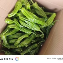 薄皮椒