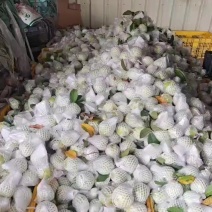 本地番石榴专业代办，看货采摘，诚信对接