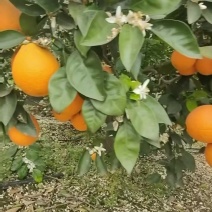 血橙