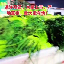 巜精品蒜薹》红帽蒜苔产地直供万亩蔬菜基地河南通许
