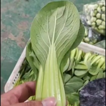 精品上海青，可以代收，可以帮忙替您收大量上海青