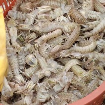 大量供应皮皮虾