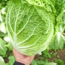 白菜