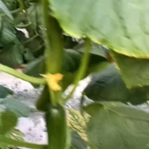 水果黄瓜
