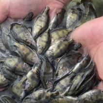 出售各种规格鳜鱼苗