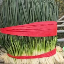 中细条精品小葱