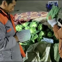 秦皇岛昌黎甘蓝上市、产地直供，一手货源