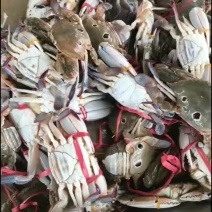 三点蟹