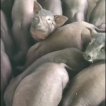 特靓黑猪苗
