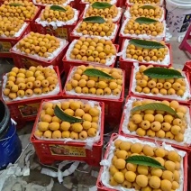 云南昭通永善枇杷