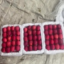 鸡心果