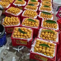 云南永善码口大五星枇杷