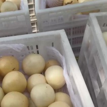 人参果