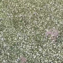 干，鲜洋槐花批发。
