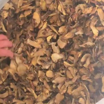 人工见手青黄牛肝菌通货切片烘干干片干品