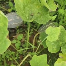 香芋南瓜