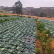 圆包菜