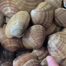 朝鲜新鲜黄贝