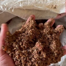 红枣粉高糖份能量高育肥快牛羊鸡鸭鹅都爱吃