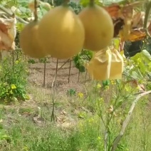 热情果