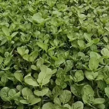 自产自销，专业种植广东菜心，长期合作者物美价廉