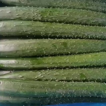黄瓜