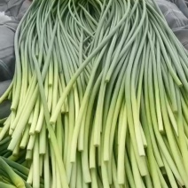 白帽蒜苔