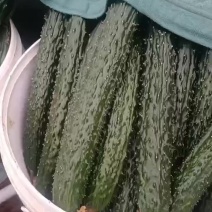 黄瓜