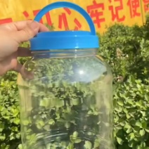 各种食品包装罐