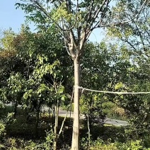 有林权证，225亩土地