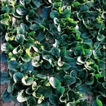 大家好兴平新鲜菠菜大量出售6毛一斤包上车，无虫眼，无黄叶