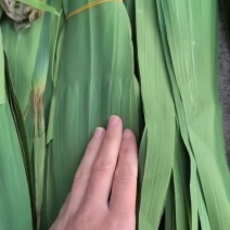 **大精品芦苇叶！！！