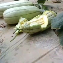 高石脆瓜