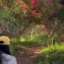 无籽小叶玫红紫薇花树