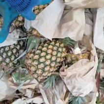 金钻凤梨17号