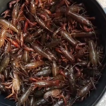 小龙虾