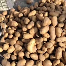 希森6号