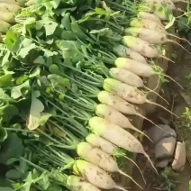 春季萝卜