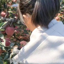 优质烟台红富士苹果