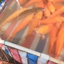 四大家鱼