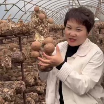 超大型香菇
