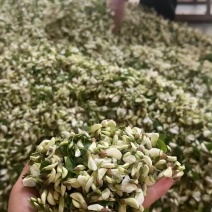 沂蒙山洋槐花