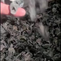 东北黑木耳基地直发量大从优支持视频看货选货