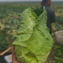 牛心菜
