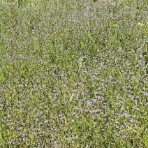 荠菜籽，红花荠菜