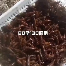 小龙虾